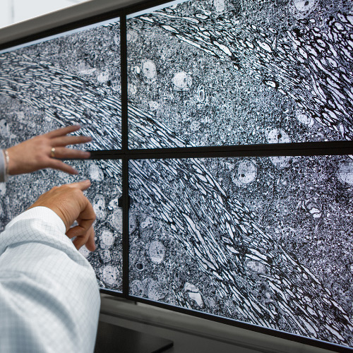 An image of four screens showing images taken with the ZEISS MultiSEM microscope. 