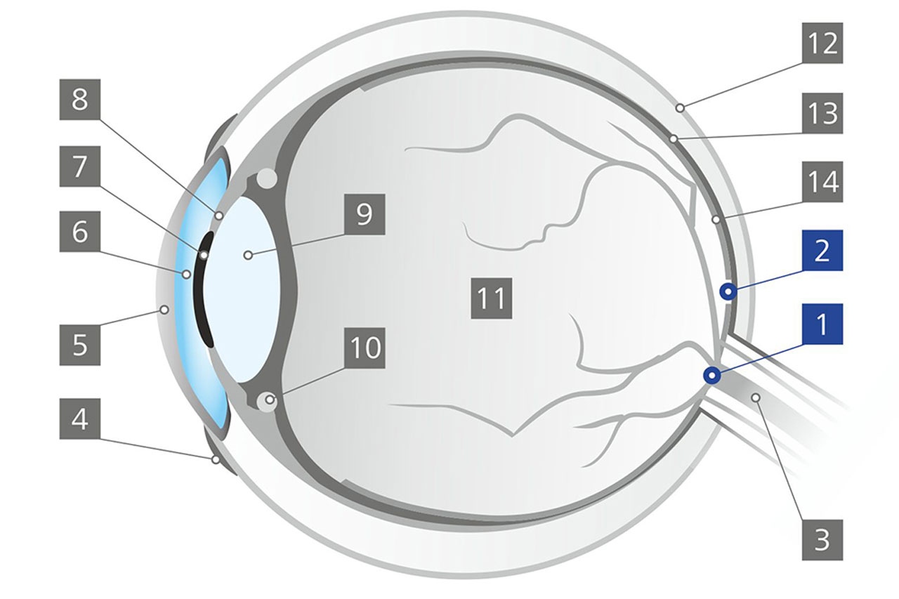 The blind spot (Fovea centralis)The blind spot (Fovea centralis)